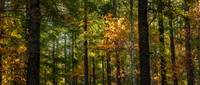 Green and Orange