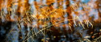 Yellow Grass