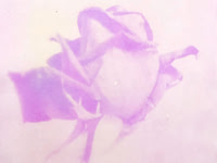 Rose Antho