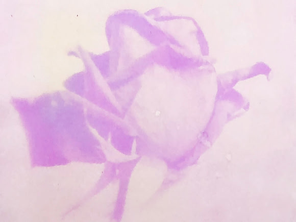 Rose Antho