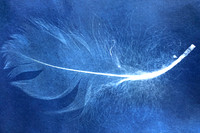 Cyano Feather