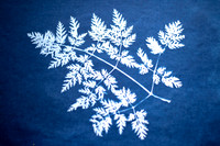 Cyano Leaves