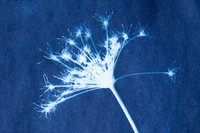 Cyano Seed Head