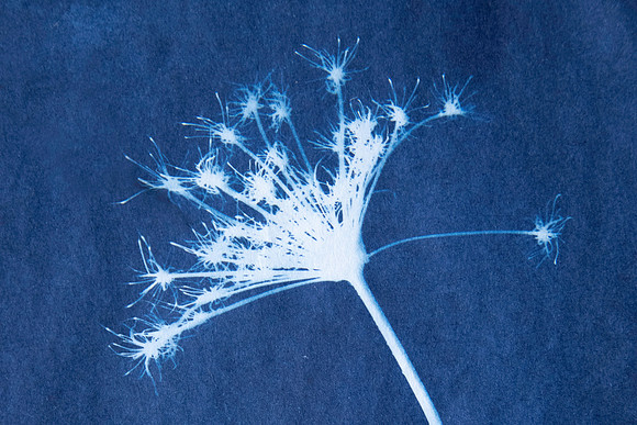 Cyano Seed Head