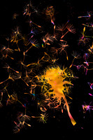 Full Size JPEG_WORKING Dandelion_DSC_5549-Edit copy 4