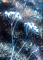 Wet Cyano Lumen_Cyano-Edit