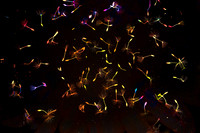 Full SIze Working JPEG_Dandelion Seeds_DSC_5803-Edit copy 2