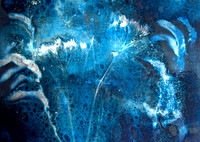 Wet_Cyano_DSC_5952-Edit