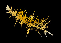 Gorse