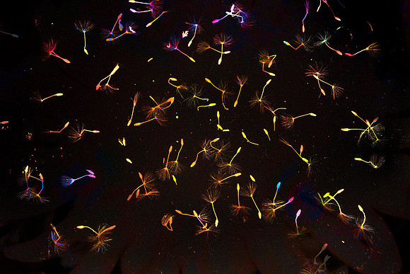 Dandelion Seeds