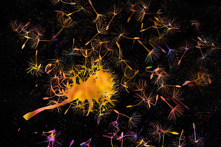 Dandelion