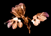 Dogrose