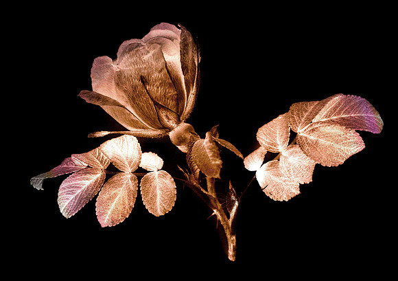 Dogrose